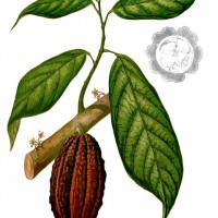 dr cacao
